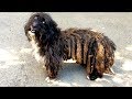 Rescue of a dog in the worst condition living on the street | Dog Rescue Shelter