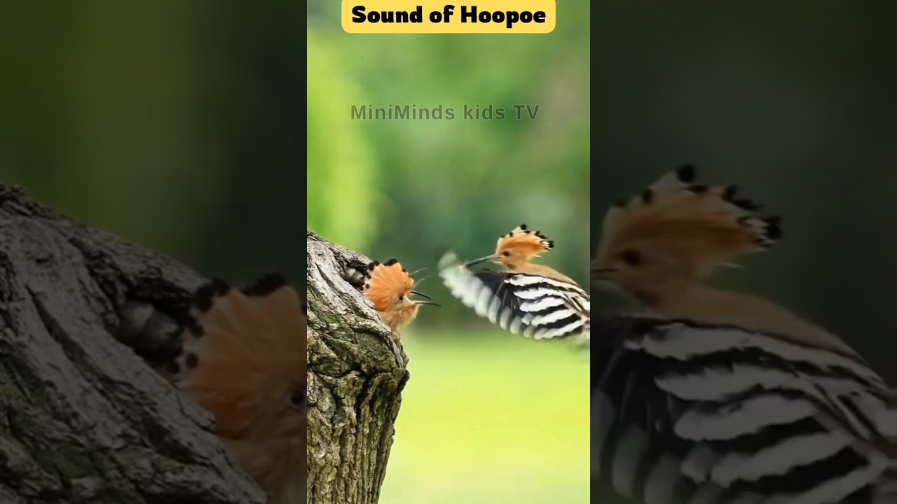 Hoopoe Bird Sound | Learn Bird Sounds for Kids 🐦🎶 