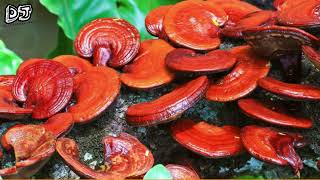 Download Lagu Cara mudah budidaya jamur lingzhi - tahap inkubasi, pemeliharaan sampai panen MP3