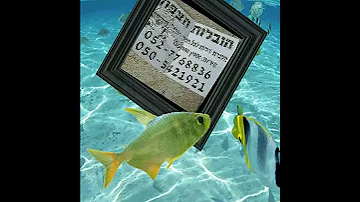 בולבול בוס 