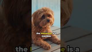 If you own a Havanese you NEED to know these facts