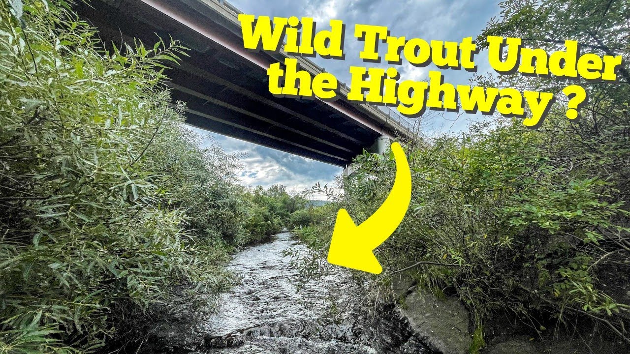 Wild Trout Slam on Overlooked Stream | Fly Fishing - Southern Tier, NY