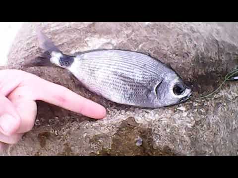 Fished Saddled Seabream