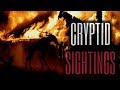 25 Scary Cryptid Stories