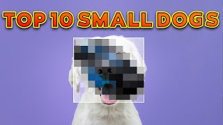 top small dog breeds for first time owners ! by catdog 813 views 1 year ago 5 minutes, 14 seconds