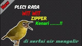 Masteran Pleci Wit Wit Wit Zipper Nembak Kenari - Cocok Buat Pancingan Pleci Bahan
