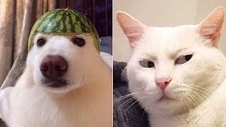 Funny Animal Videos 2022 😂  - Best Dogs And Cats Videos #11 😺😍
