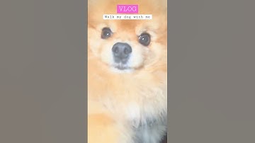 Walk my sassy Pomeranian with me