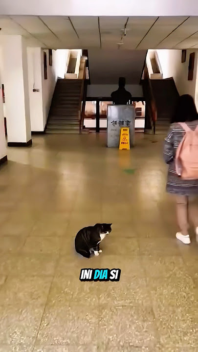 Kucing ini bukan Stray Cat biasa, tapi 'CEO Good Vibes' kampus!