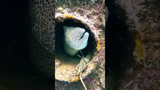 MORAY CANTIK TAPI BERBAHAYA