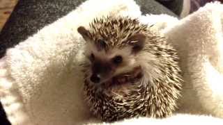 Baby Hedgehog Waking Up (So Cute)