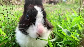 A rabbit is chewing grass, which is so beautiful.