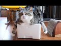 発泡スチロールで遊んで眠るねこ。-Maru plays and sleeps in the Styrofoam box.-