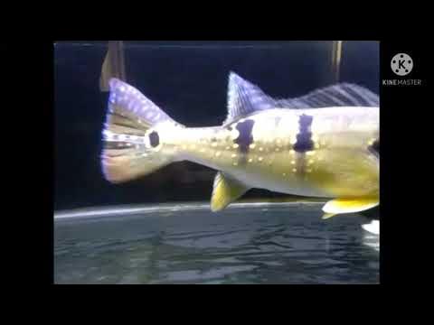 PEACOCK BASS PINIMA - YouTube