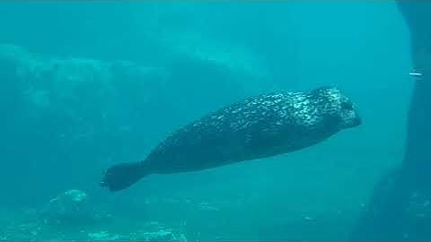 #the most beautiful view with music #fresno Chaffee zoo