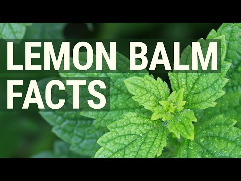 10 Benefits Of Lemon Balm