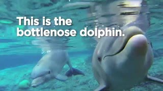 March is Dolphin Awareness Month!
There are days and months to recognize just about everything. But a few are especially close to our hearts here at SeaWorld, and Dolphin Awareness Month is one of them. Check out these interesting facts about dolphins!
Don’t forget to follow us on social:
Twitter: http://bit.ly/1heQ3q8
Facebook: http://on.fb.me/1f2v4FE
And for more information about all our parks, visit our sites:
SeaWorld: http://bit.ly/1986sqY
Aquatica, SeaWorlds Waterpark: http://bit.ly/1fVhKnn
Discovery Cove: http://bit.ly/1kzNTEc
Busch Gardens: http://bit.ly/1kzNWzH
Sesame Place: http://bit.ly/1idYfKh March is Dolphin Awareness Month!