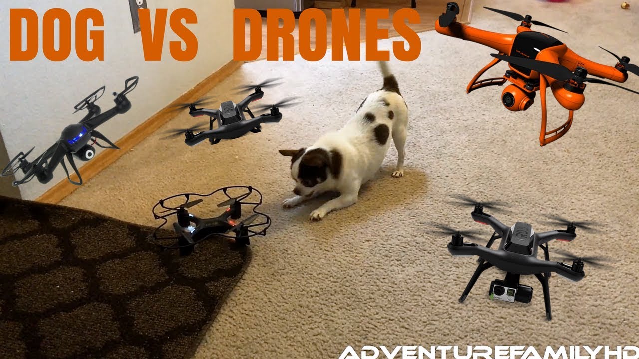 Dog vs Drones First Battle. YouTube