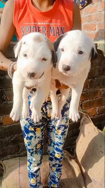 St Barnad dalmatian Mix Male Female Puppy Available In Lucknow Contact st-barnad-dalmatian-mix-male-female-puppy-available-in-lucknow-contact
