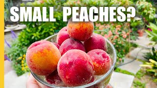 Why I Have Small Peaches And How To Get Large Peaches