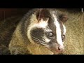 Mizu Mizu and Kimi Kimi the Masked palm civet "Be together" / ハクビシンのミズミズとキミキミ「夕暮れが近づいたら一緒に」（上野動物園）