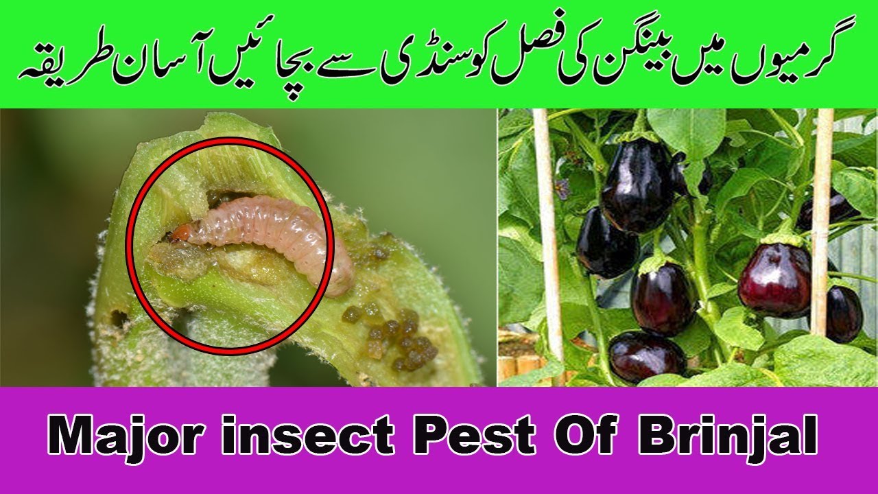 How To Prevent Or Treat Brinjal Crop From Insect In Summer Season Village life in Punjab