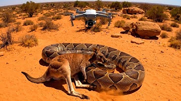 Brave Animal Rescue Robot Saves Kangaroo From Giant Python