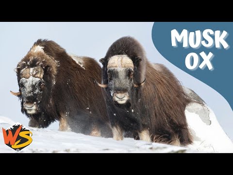 Musk Ox Facts!