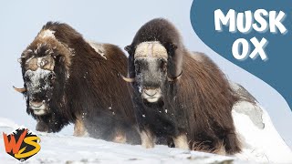 Arctic Titans: The Majestic World of Musk Oxen Unveiled!