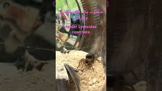 Jordanian’s Spider walking - عنكبوت أردني بتمشى spider animal spiders animals