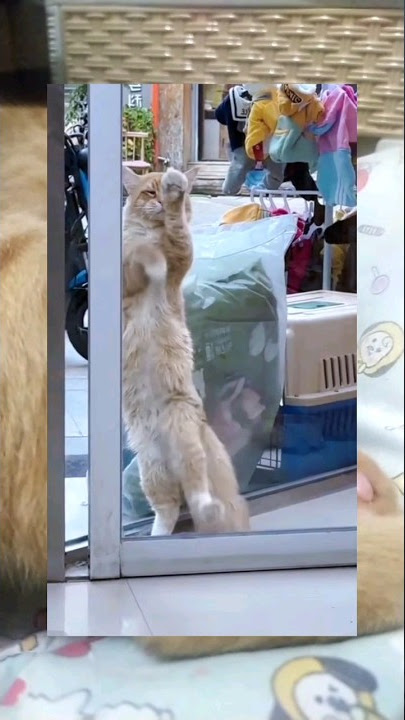 oyen joget ting-ting ning tang-tang #kucing #viral #tiktok