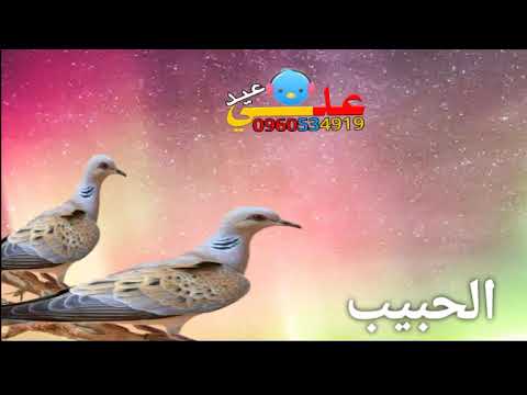 حاله واتساب الفنان إبراهيم الفقيشابي طيرن ياقماري