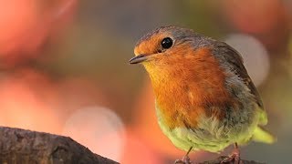 Peaceful Relaxing Instrumental music, Meditation Calm Music 'Meadow Birds' by Tim Janis