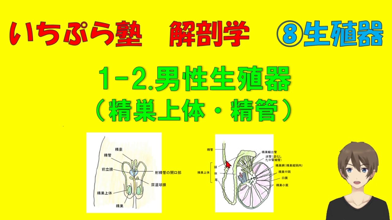 【いちぷら塾】解剖学 8生殖器系 1-2.男性生殖器（精巣上体・精管） #あん摩マッサージ指圧師、鍼灸師 - YouTube