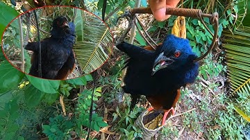 Bẫy BÌM BỊP kiểu này thì toang rồi khỏi chạy | Cách bẫy hiệu quả đơn giản nhất