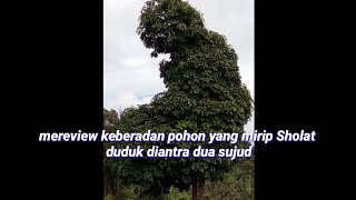 mereview lokasi pohon yang mirip Sholat#duduk di antara dua sujud