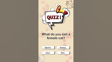 😻 Quiz Time: All About Cats! 😸