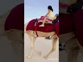 Camel ride at wakra beach doha kids camelriding experiance