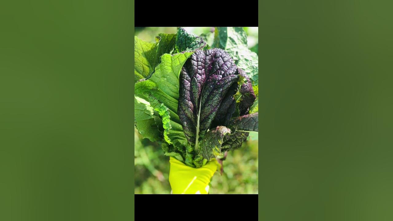 Learn to compost and grow more fresh organic vegetables! Juice for