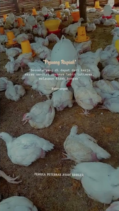 KATA KATA KEREN UNTUK PETERNAK AYAM BROILER (COCOK BUAT STORY )