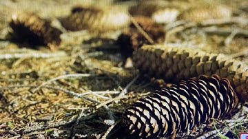 Kindergarten Knowledge Unit 4 Lesson 9: Evergreen trees