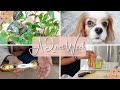 Visiting A Rare Plant Shop 🪴 & Shopping A LOT.  | Weekly Snaps Vlog