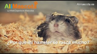 Por qué mi hámster se rasca mucho  ALIMASCOTA.ES