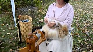 Angora bunny spinning