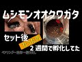ムシモンオオクワガタのペアリングから産卵　孵化　菌糸詰めまで