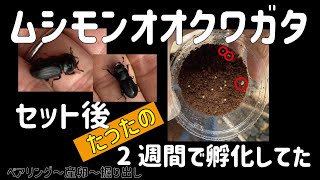 ムシモンオオクワガタのペアリングから産卵　孵化　菌糸詰めまで