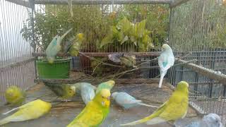 💚 Soft and Sweet – Meet the World’s Most Unique Budgies 🌿🐦 screenshot 5