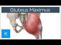 Gluteus Maximus Muscle - Function, Origin & Insertion - Human Anatomy | Kenhub