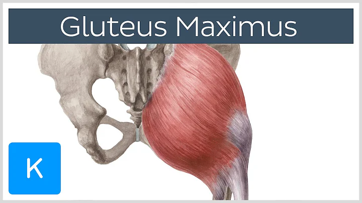 Gluteus Maximus Muscle - Function, Origin & Insertion - Human Anatomy | Kenhub - DayDayNews