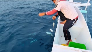 Fishing for skipjack tuna. The fish are greedy, full to the brim.